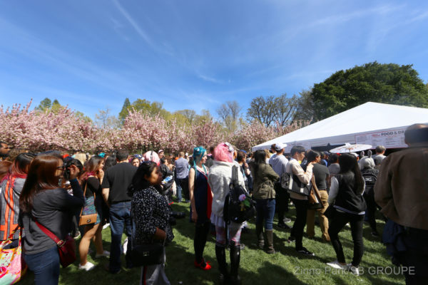 sakura-matsuri_sns_002