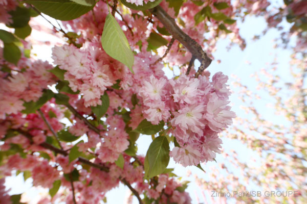 sakura-matsuri_sns_005