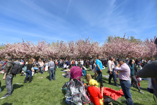 sakura-matsuri_sns_007