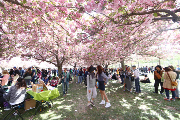 sakura-matsuri_sns_009