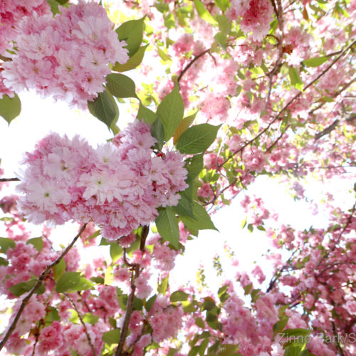 zinno-photography-professional-photographer-nyc-event0sakura-matsuri_sns_010