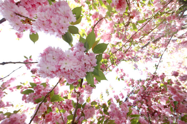 zinno-photography-professional-photographer-nyc-event0sakura-matsuri_sns_010