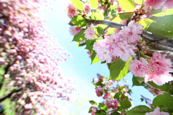 sakura-matsuri_sns_012