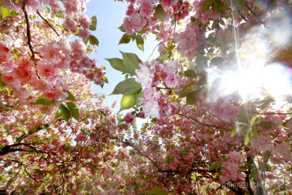 sakura-matsuri_sns_019