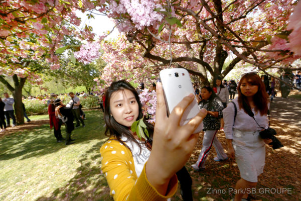 sakura-matsuri_sns_020